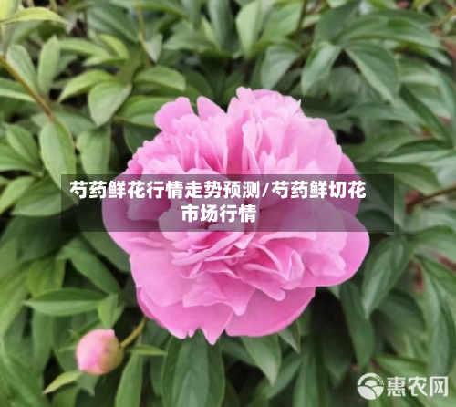 芍药鲜花行情走势预测/芍药鲜切花市场行情-第2张图片