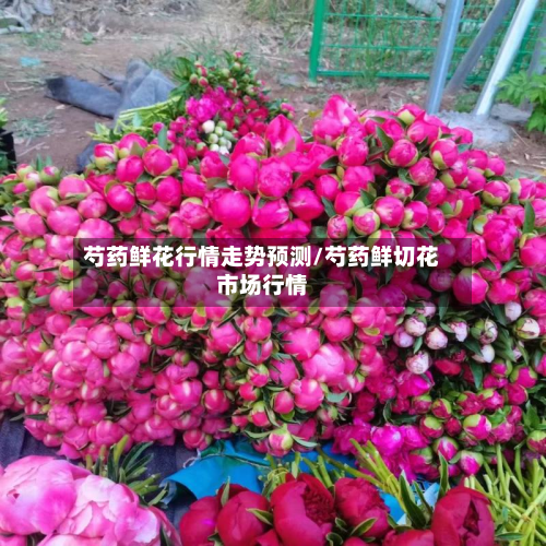 芍药鲜花行情走势预测/芍药鲜切花市场行情-第3张图片
