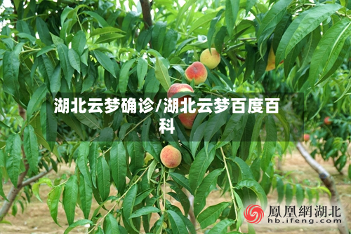 湖北云梦确诊/湖北云梦百度百科-第3张图片