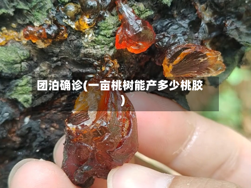 团泊确诊(一亩桃树能产多少桃胶)