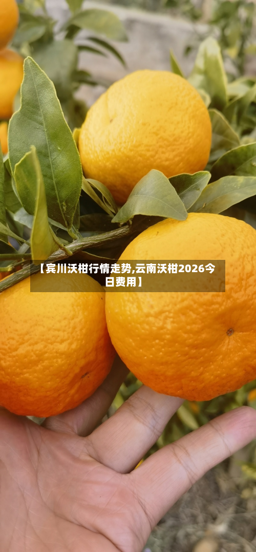 【宾川沃柑行情走势,云南沃柑2026今日费用】-第3张图片
