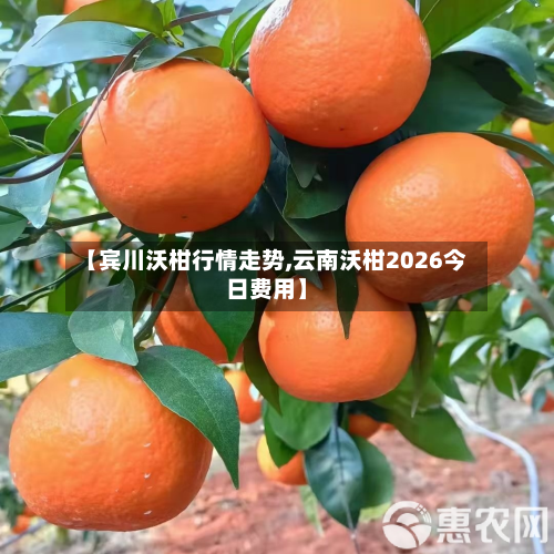 【宾川沃柑行情走势,云南沃柑2026今日费用】-第2张图片