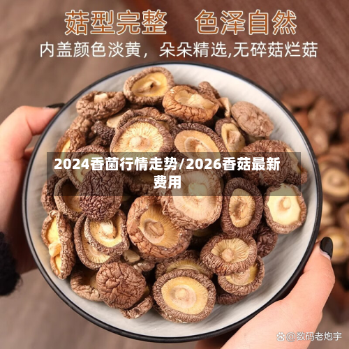2024香菌行情走势/2026香菇最新费用-第2张图片