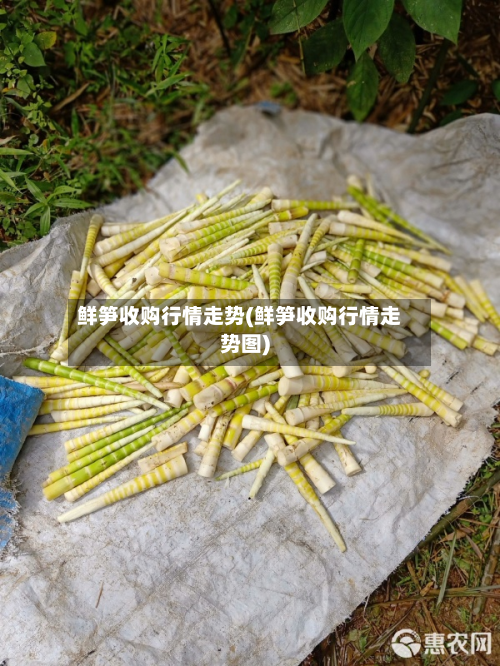 鲜笋收购行情走势(鲜笋收购行情走势图)-第2张图片