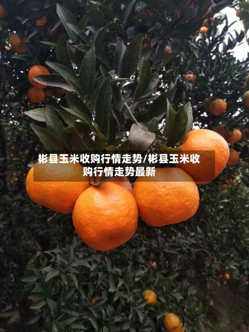 彬县玉米收购行情走势/彬县玉米收购行情走势最新-第2张图片