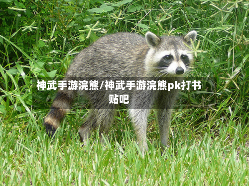 神武手游浣熊/神武手游浣熊pk打书贴吧-第2张图片