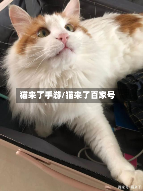猫来了手游/猫来了百家号