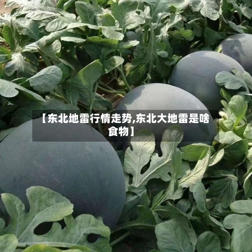 【东北地雷行情走势,东北大地雷是啥食物】
