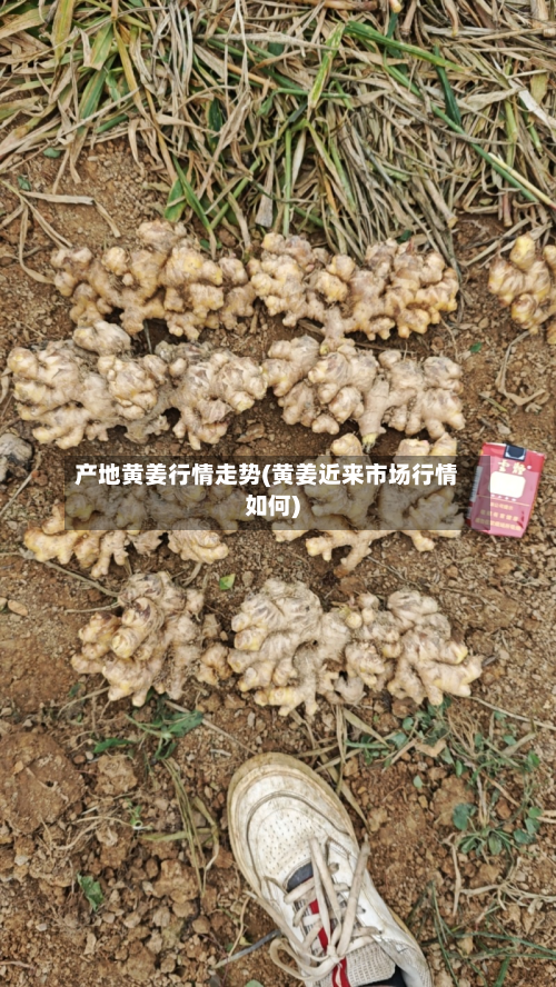 产地黄姜行情走势(黄姜近来市场行情如何)