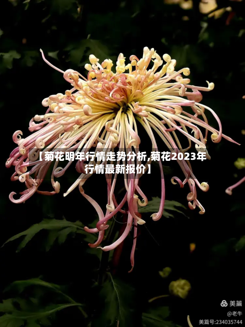 【菊花明年行情走势分析,菊花2023年行情最新报价】