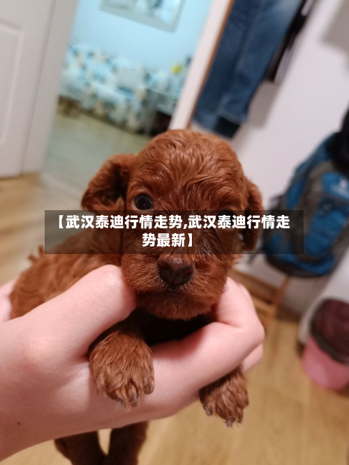 【武汉泰迪行情走势,武汉泰迪行情走势最新】