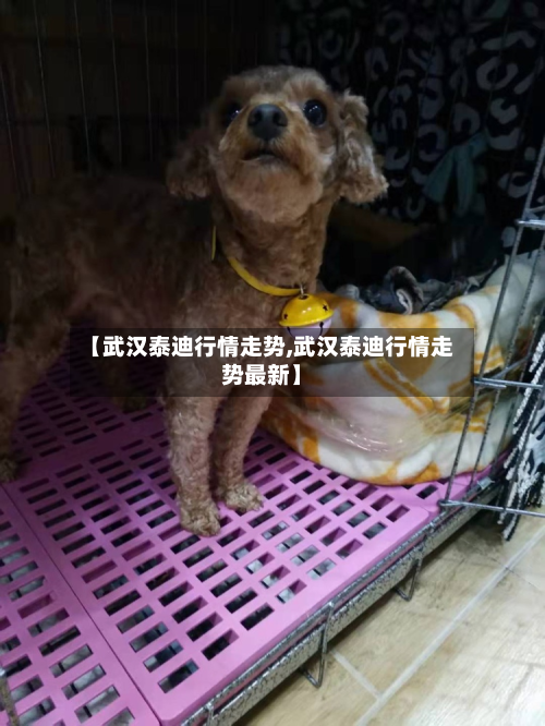 【武汉泰迪行情走势,武汉泰迪行情走势最新】-第2张图片