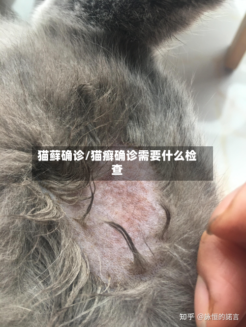 猫藓确诊/猫癣确诊需要什么检查-第2张图片