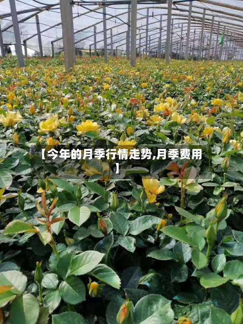 【今年的月季行情走势,月季费用】