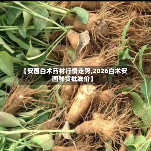 【安国白术药材行情走势,2026白术安国鲜货批发价】-第2张图片