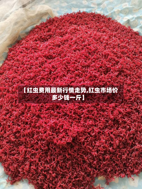 【红虫费用最新行情走势,红虫市场价多少钱一斤】