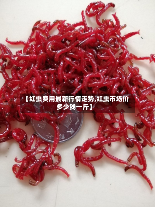 【红虫费用最新行情走势,红虫市场价多少钱一斤】-第3张图片