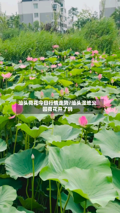 汕头荷花今日行情走势/汕头湿地公园荷花开了吗