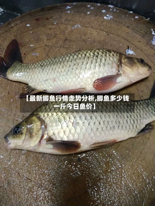 【最新鲫鱼行情走势分析,鲫鱼多少钱一斤今日鱼价】