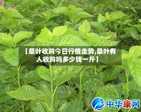 【桑叶收购今日行情走势,桑叶有人收购吗多少钱一斤】-第3张图片