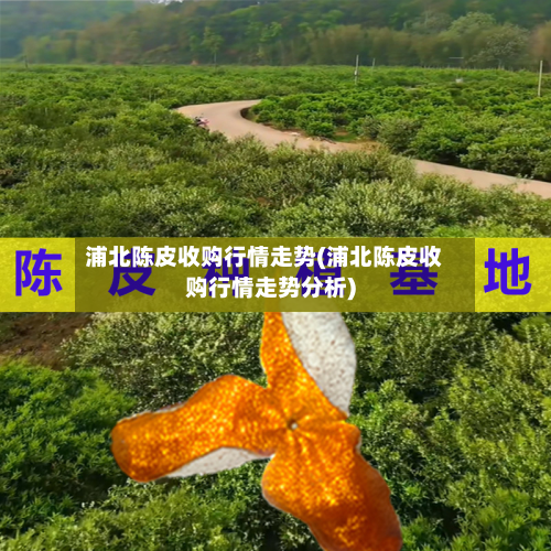浦北陈皮收购行情走势(浦北陈皮收购行情走势分析)-第2张图片
