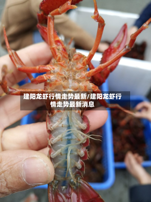 建阳龙虾行情走势最新/建阳龙虾行情走势最新消息-第3张图片