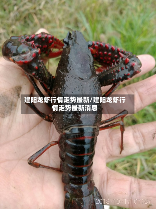 建阳龙虾行情走势最新/建阳龙虾行情走势最新消息