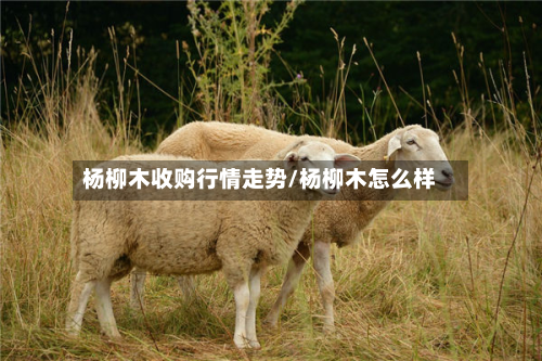 杨柳木收购行情走势/杨柳木怎么样